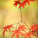Illustration for article titled Shooting Challenge Fall Leaves Gallery 2